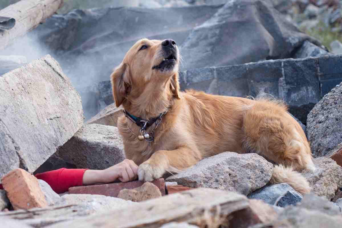 Cane da soccorso