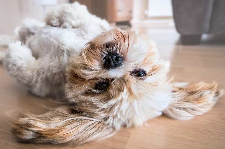 Cane di piccola taglia