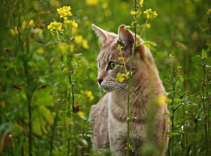 Allontanare dall'orto gli animali in cerca di cibo