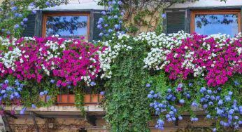 Balcone perfetto da far invidia ai vicini! Metti queste piante