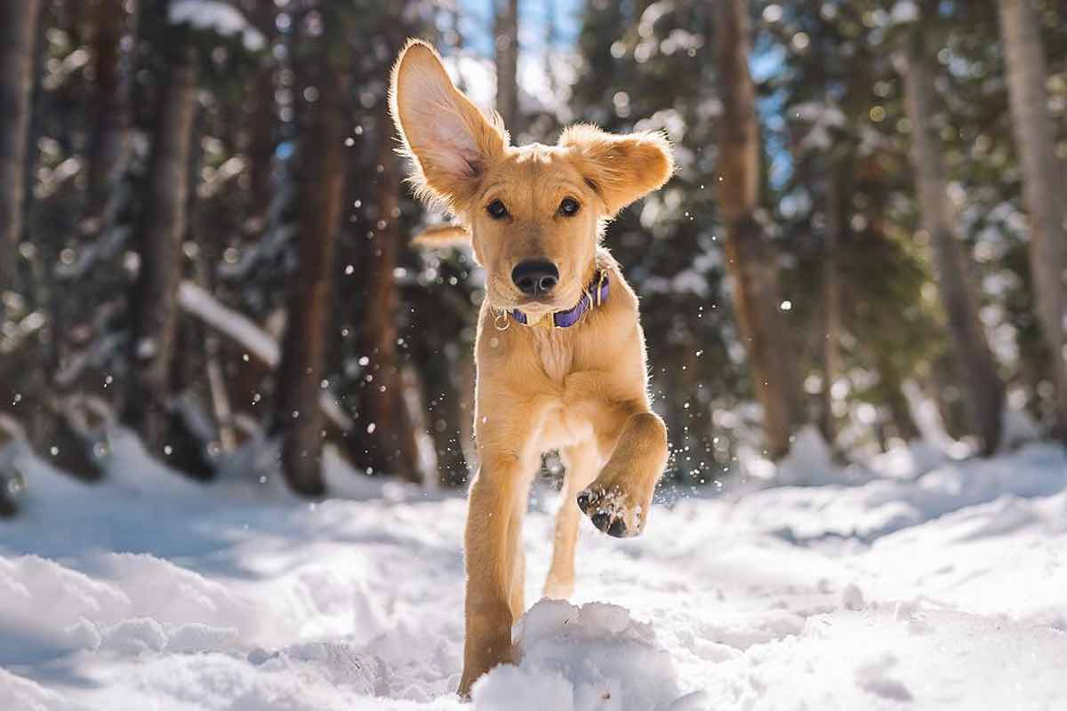 Il cane più costoso di che razza è?