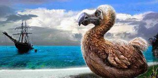 dodo, scienziati possono resuscitare l'uccello