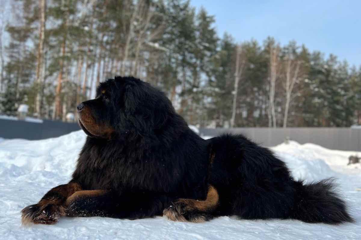 Il Mastino Tibetano il cane più costoso