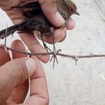 uccellino ferito, video del salvataggio commovente