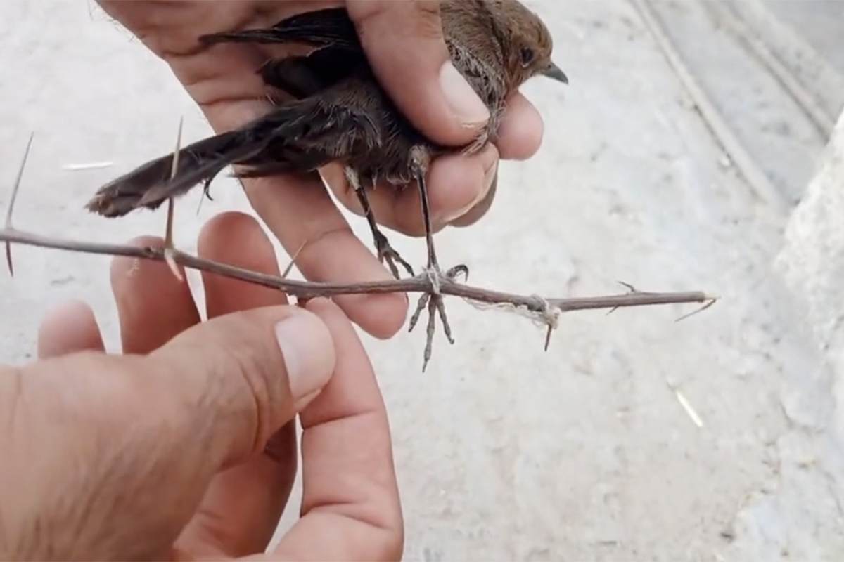 uccellino ferito, video del salvataggio commovente