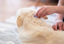 Cosa accade se si sbagliano le dosi dell'antipulci