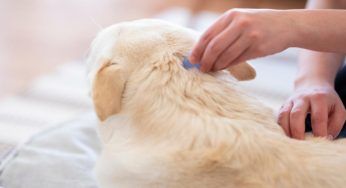 Cosa può succedere al cane se gli metti troppa fialetta antiparassitaria?