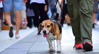 Hai un cane? Scatta l’obbligo. Ecco in cosa consiste, è da non credere