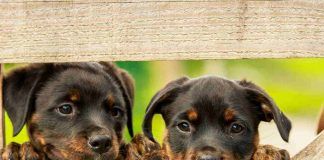10 curiosità sui cani