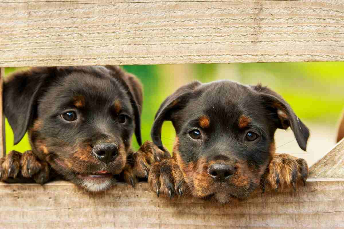 10 curiosità sui cani