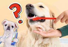 Lavare denti cane