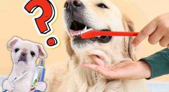 Lavare i denti al cane, tutto quello che devi sapere