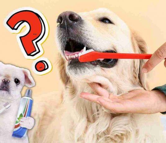 Lavare denti cane