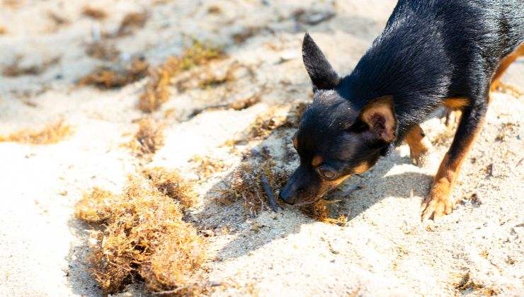 Curiosità sui cani 