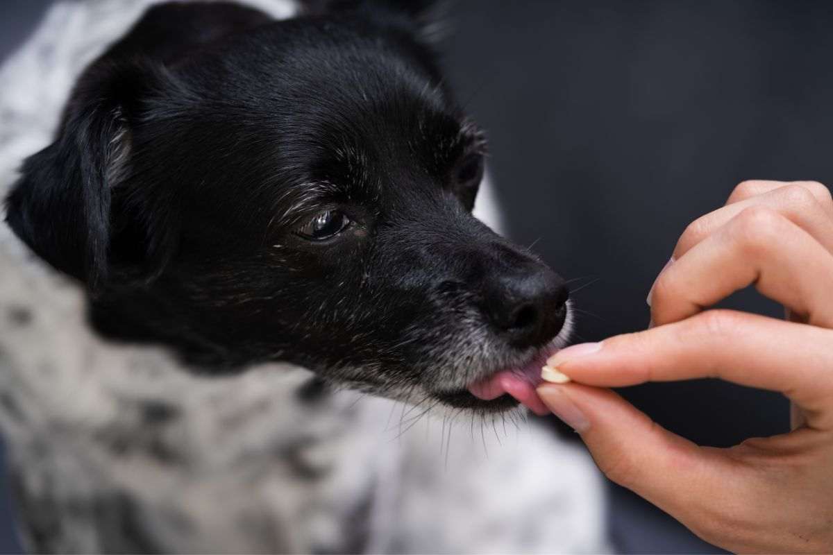 pillola a cane e gatto trucco 