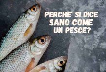 perchè si dice sano come un pesce?
