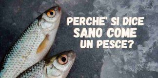 perchè si dice sano come un pesce?