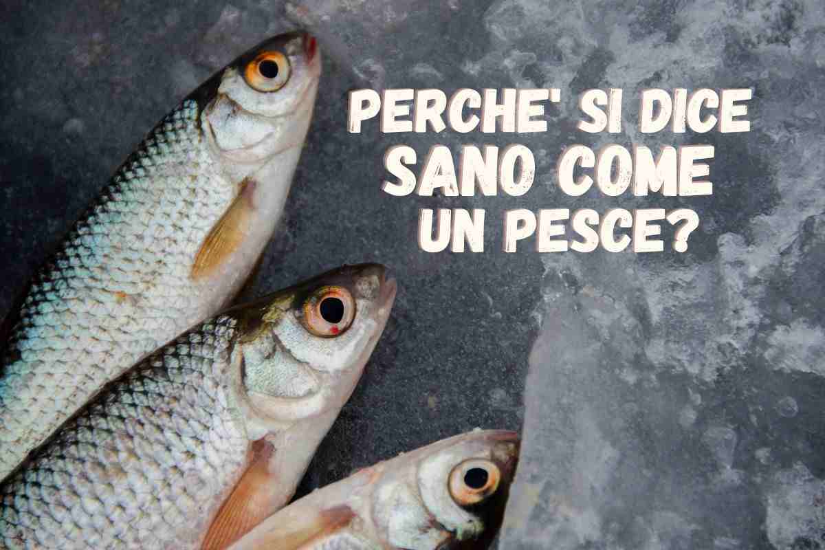 perchè si dice sano come un pesce?