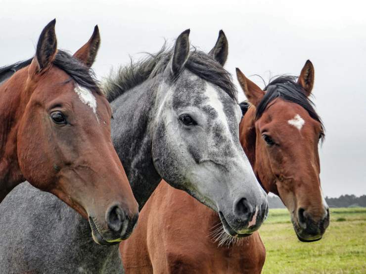 Divieto dall'Ue per la macellazione di alcuni animali