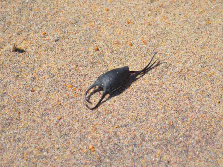 Comparsi degli strani oggetti sulla spiagge