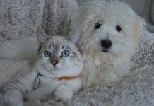 Segno zodiacale degli animali