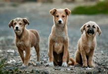 Cani radiazioni