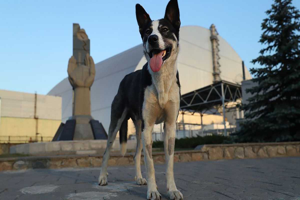 Cani centrale nucleare