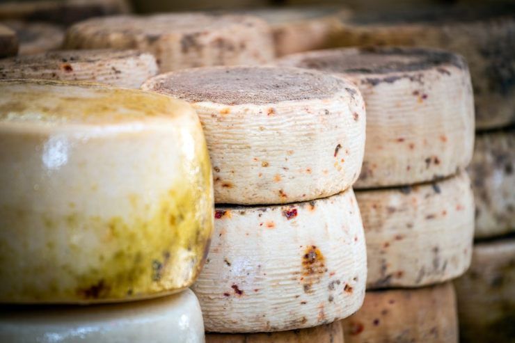 formaggio più pericoloso, casu marzu