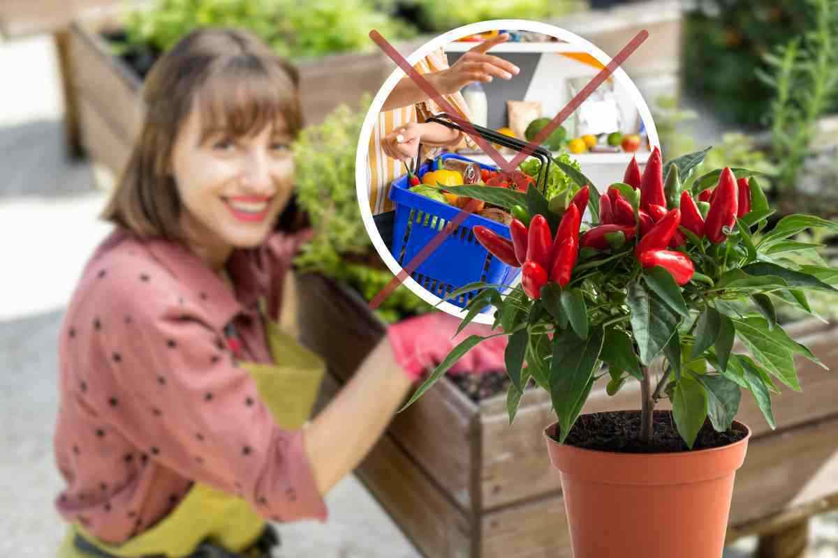 Peperoncino: come coltivarlo in vaso